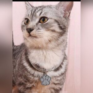 New bling pet collar